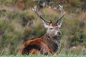 Jura Red Deer Stag