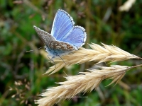 common-blue-butterfly.jpg