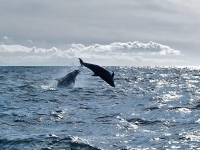 dolphins-kilnaughton-bay-is.jpg