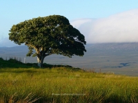favourite-tree-august.jpg