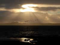 geese-dark-sky-loch-indaal.jpg