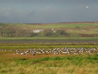 geese-loch-gruinart.jpg