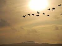 islay-geese-loch-indaal-sunset.jpg