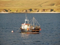 islay-golden-opportunity.jpg