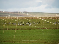 islay-goose-party.jpg