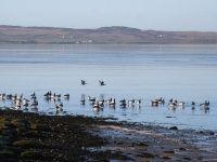 islay-loch-indaal-springbank.jpg