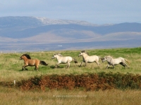 islay-ponies-jane-dawson.jpg