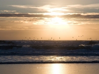 islay-sunset-and-seagulls.jpg