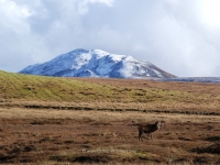 lone-stag-winter-on-islay.jpg