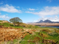 my-favorite-tree-on-islay-j.jpg