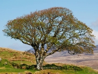 my-favorite-tree-on-islay.jpg