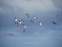 oystercatchers-on-islay.jpg