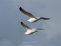 seagulls-in-flight.jpg