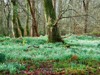snowdrops-bridgend-woods-islay.jpg