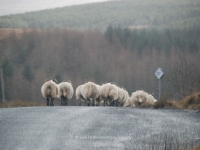 dsc_0331.jpg