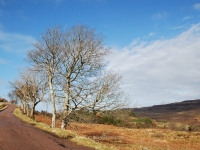 dsc_0339.jpg
