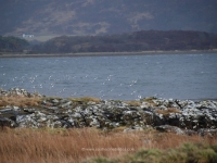 dsc_0445.jpg