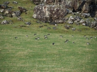 dsc_0450.jpg